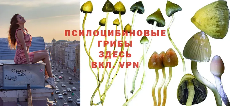 Псилоцибиновые грибы Psilocybe  как найти закладки  Липки 